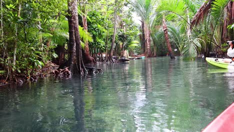 explorando aguas serenas en medio de exuberantes bosques de manglares