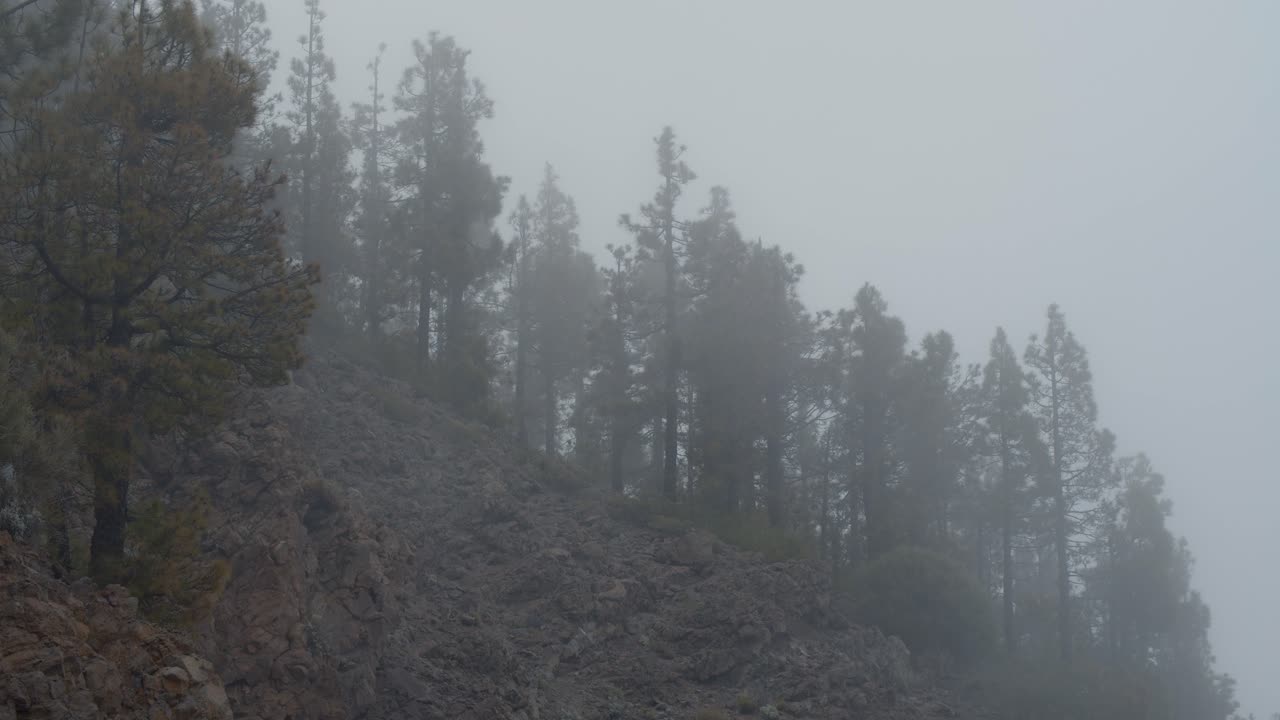 niebla que cubre los bosques en las montañas
