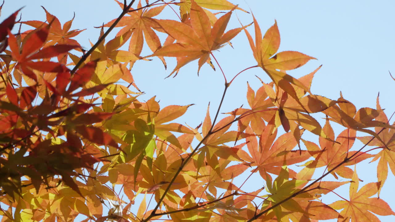Smooth Japanese Maple Leaves Against Bright Sunny Sky During Autumn Season