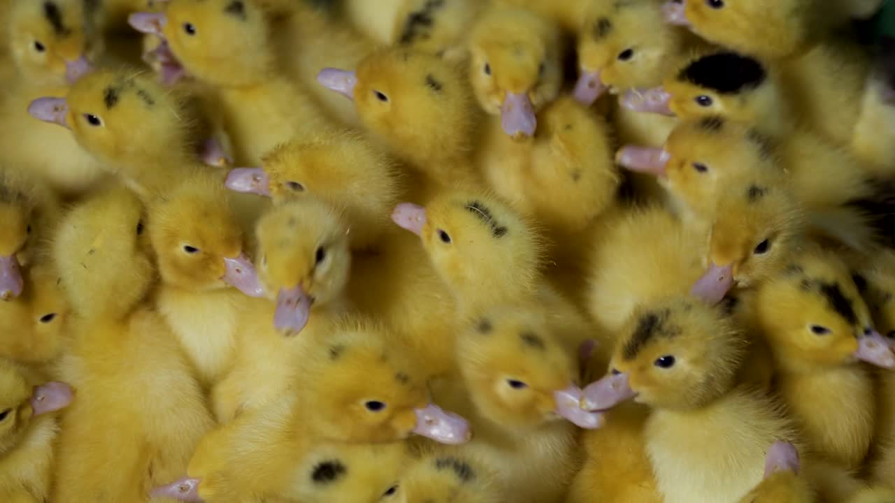 귀여운 노란 오리 새끼