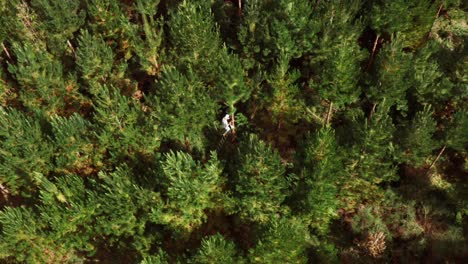 person pruning cutting branches from younger pine trees, forestry concept
