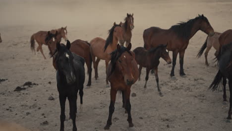 wild horses in the desert