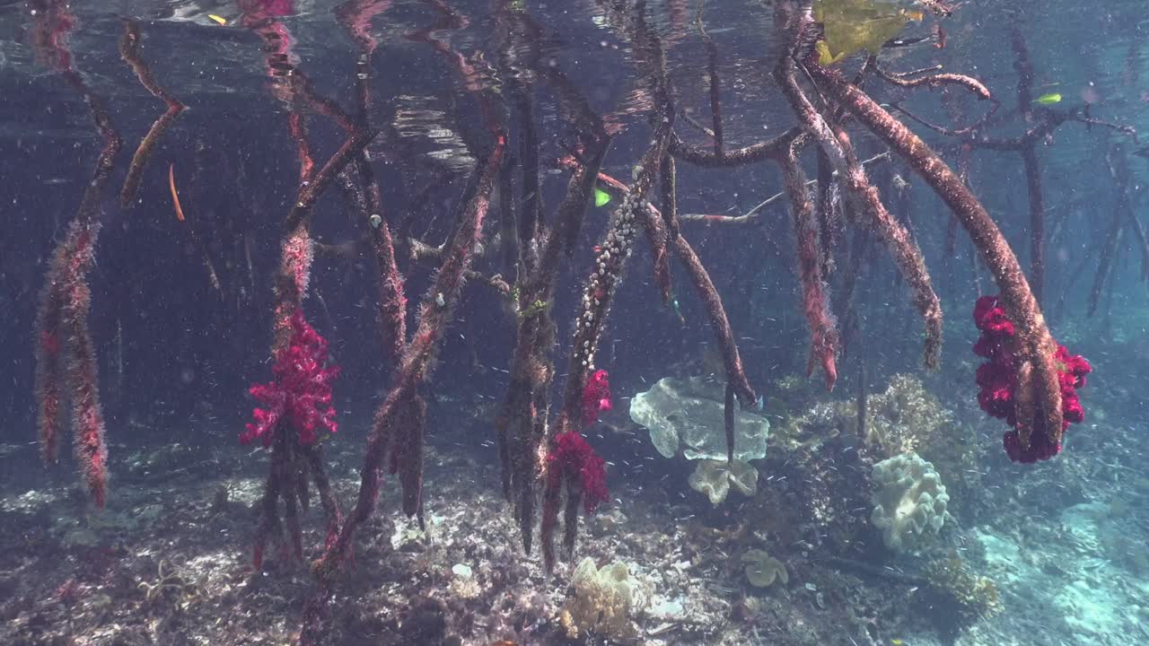 manglares bajo el agua y corales blandos rojos en aguas poco profundas en raja ampat