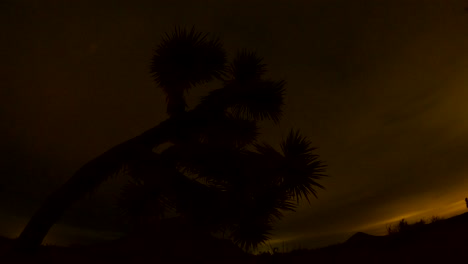all day and night time lapse in the mojave desert with a joshua tree in the foreground with an overcast sky and the setting full moon
