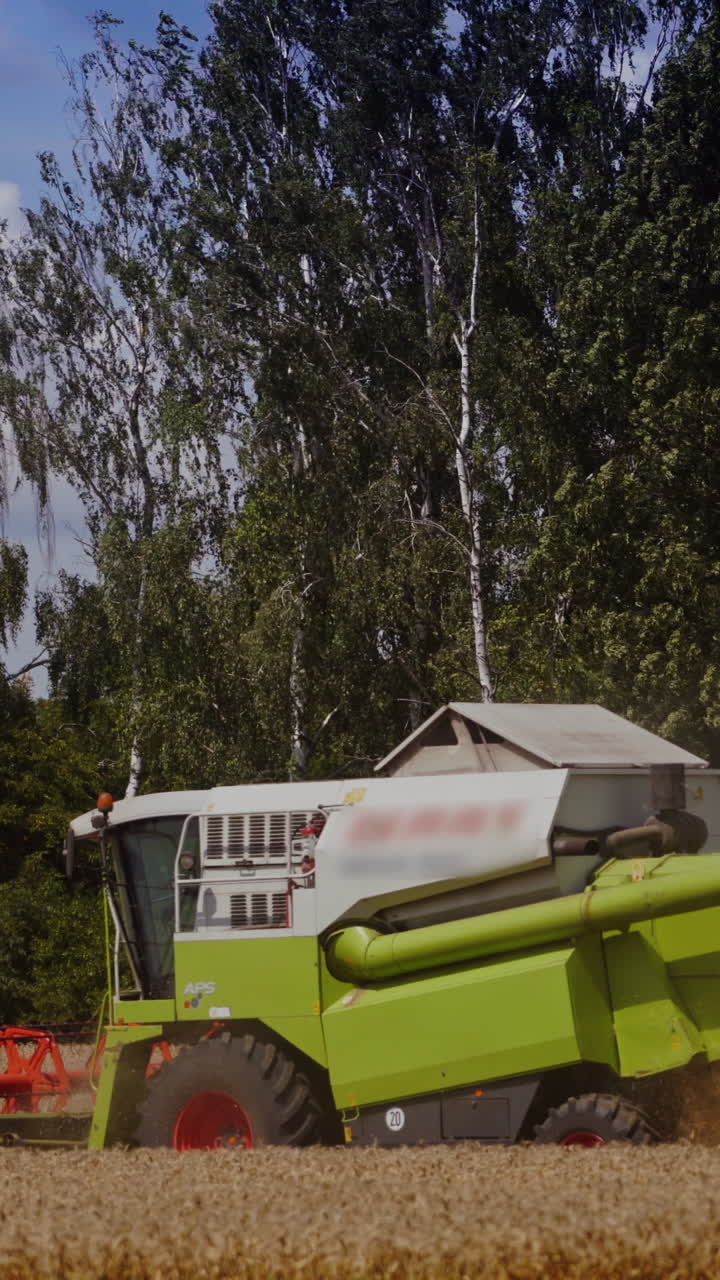 Combine harvester work on green trees background in summer. Harvesting process in the golden field of wheat outdoors. Vertical video