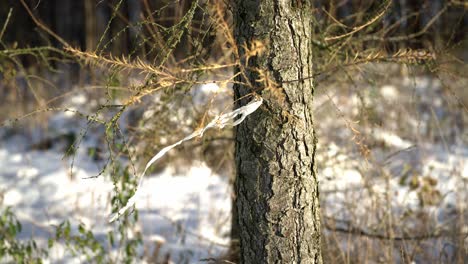 Nature-affected-by-waste