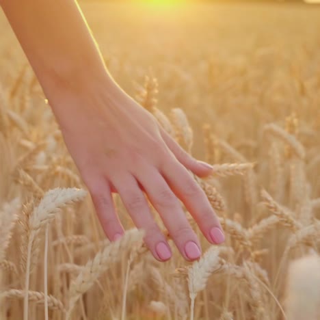 Bauernhand-Streicht-Bei-Sonnenuntergang-über-Die-Ähren-Auf-Dem-Feld