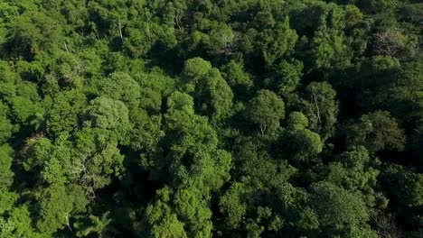 A-dense-green-forest-canopy,-sunlight-filtering-through-the-trees,-tranquil-natural-scene,-daylight,-aerial-view