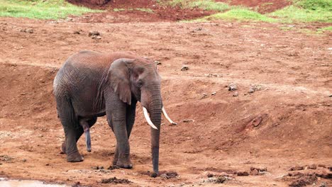 Elefante-En-El-Safari-Del-Parque-Nacional-De-Aberdare-En-Kenia,-África-Oriental
