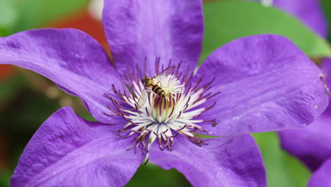 Avispa-Recogiendo-Polen-En-La-Hermosa-Clematis-Jackmanii-Durante-La-Primavera