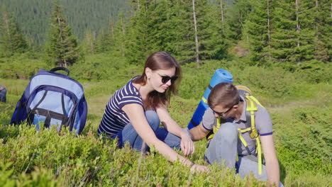 a person collects wild berries in the mountains