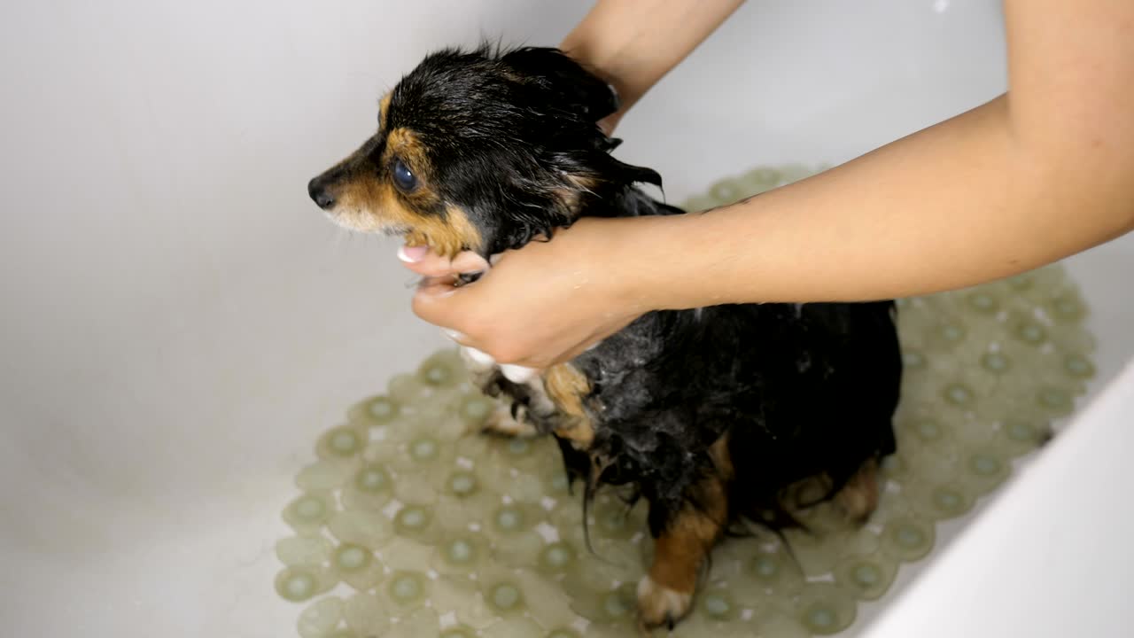 un perro pequeño y gracioso bañándose.