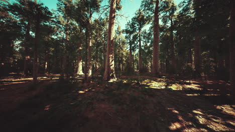 Secuoyas-Gigantes-Que-Se-Elevan-Sobre-El-Suelo-En-El-Parque-Nacional-De-Secuoyas