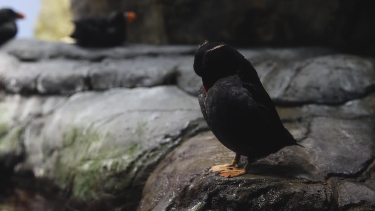 pájaro parado en una superficie de piedra
