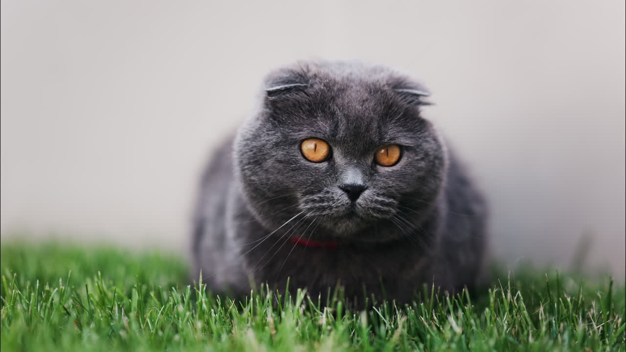 Close up of a Scottish Fold cat with orange eyes and a red collar resting on the green grass in a garden