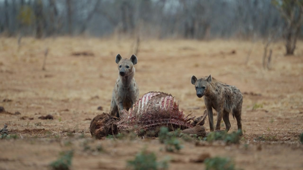 Hyenas feeding on a young elephant carcass during rainfall in Hwange National Park Part 4