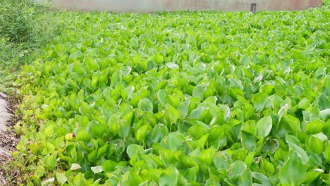 Many-water-hyacinths-on-the-river-in-the-morning-in-the-countryside-of-Thailand