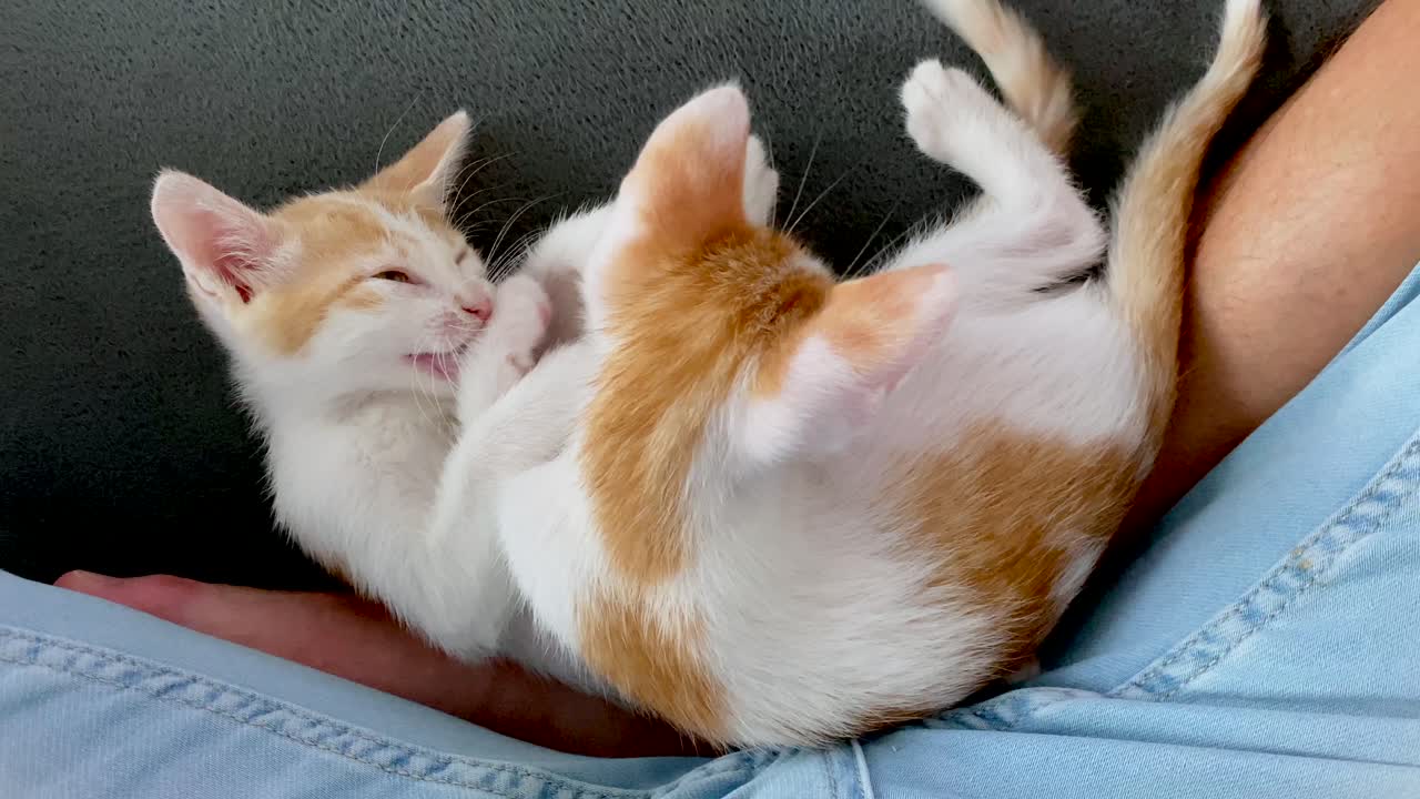 Two cute baby cats fighting and cuddling on couch indoors during sunny day,close up