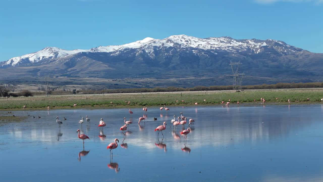 Wild Andean flamingo flock standing in shallow reflective water with mountain background