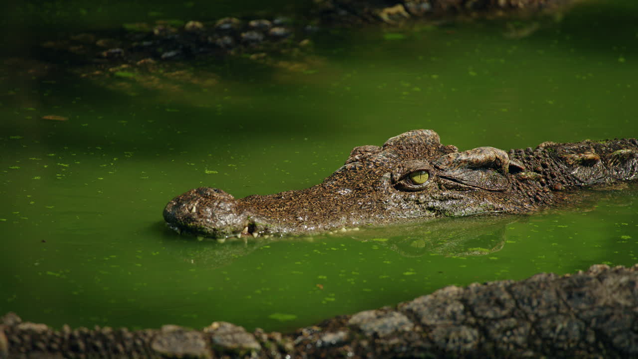 Krokodil i grönt vatten