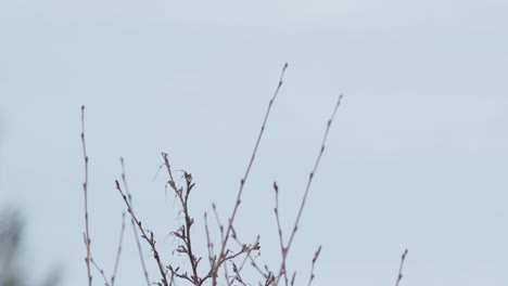 portrait of a male eurasian bullfinch perched and fly away