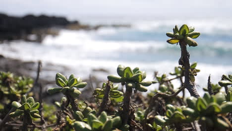 waves crash against shore on beach behind green plants in hawaii