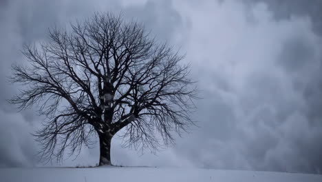 lonely tree in a snowy landscape under a stormy sky