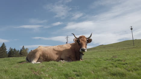 cow resting on grassy hillside