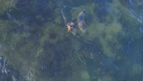 top down drone view of sea lions swimming in the shallow sea near the beach at bahia bustamante