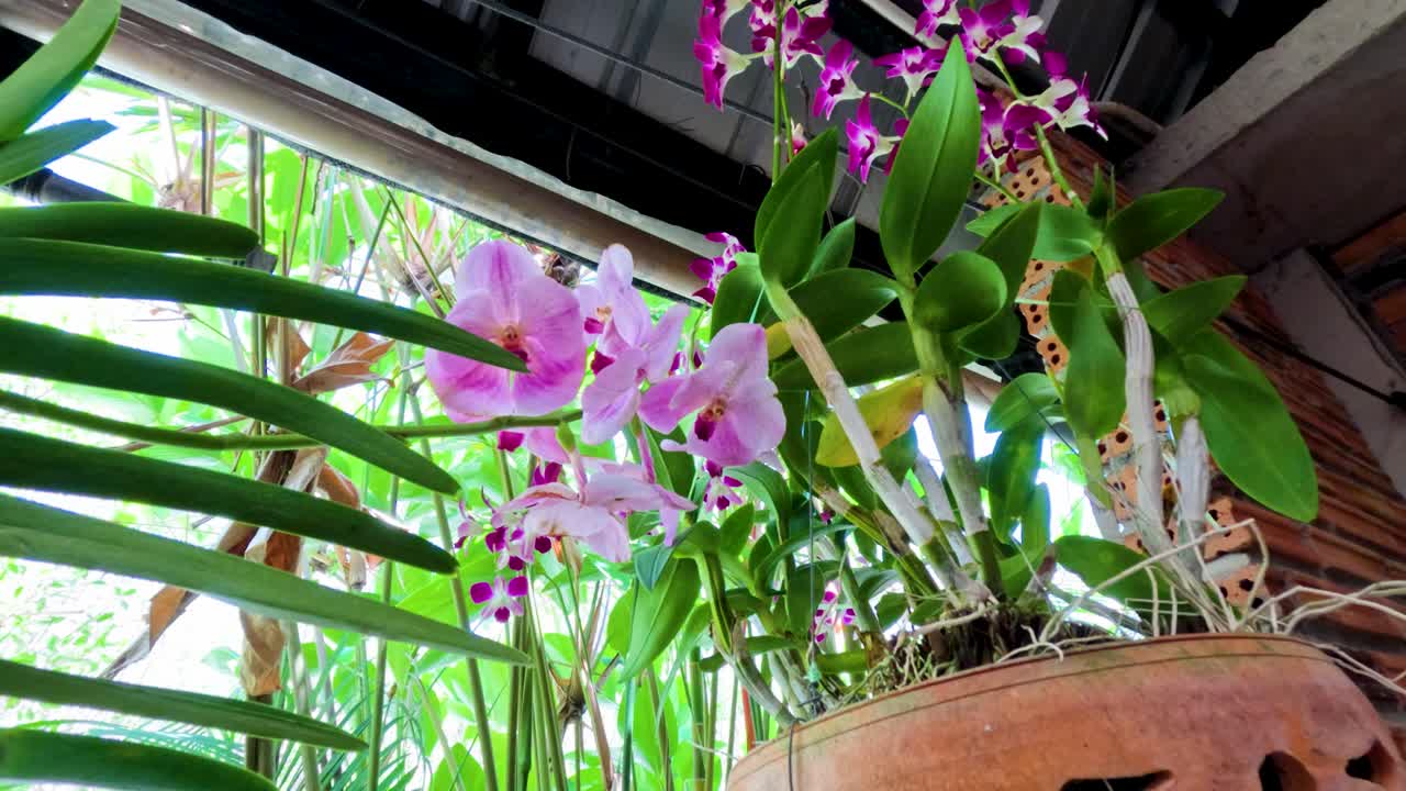 Pink moth orchids in terracotta pot gently moving, natural daylight, low upward camera angle