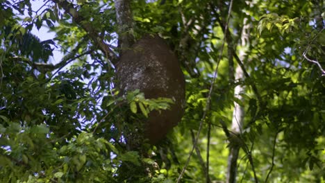 giant ant nest in a tree