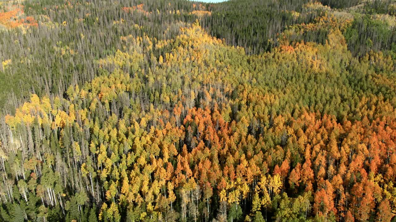 plataforma rodante aérea sobre el colorido bosque de montaña en otoño
