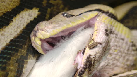 pitón reticulada comiendo un mamífero grande a cámara lenta