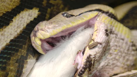 reticulated python eating a large mammal slow motion