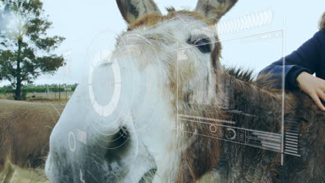 woman's hand resting on donkey in farm pasture, displaying digital HUD graphics mapping data