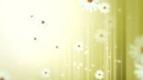 animated moving motion background showing moving flowers rose petals white chrysanthemum