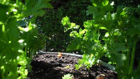 Reverse-shot-of-carrot-plants-in-a-garden