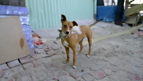 street dog on walkway 4k