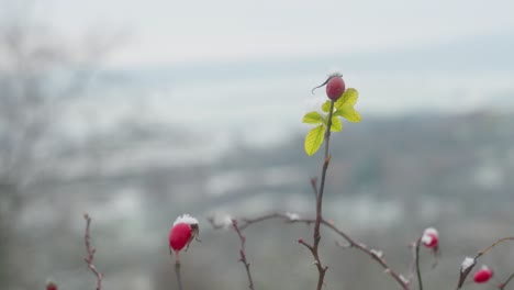 cinematic close up of rosehip in the snow