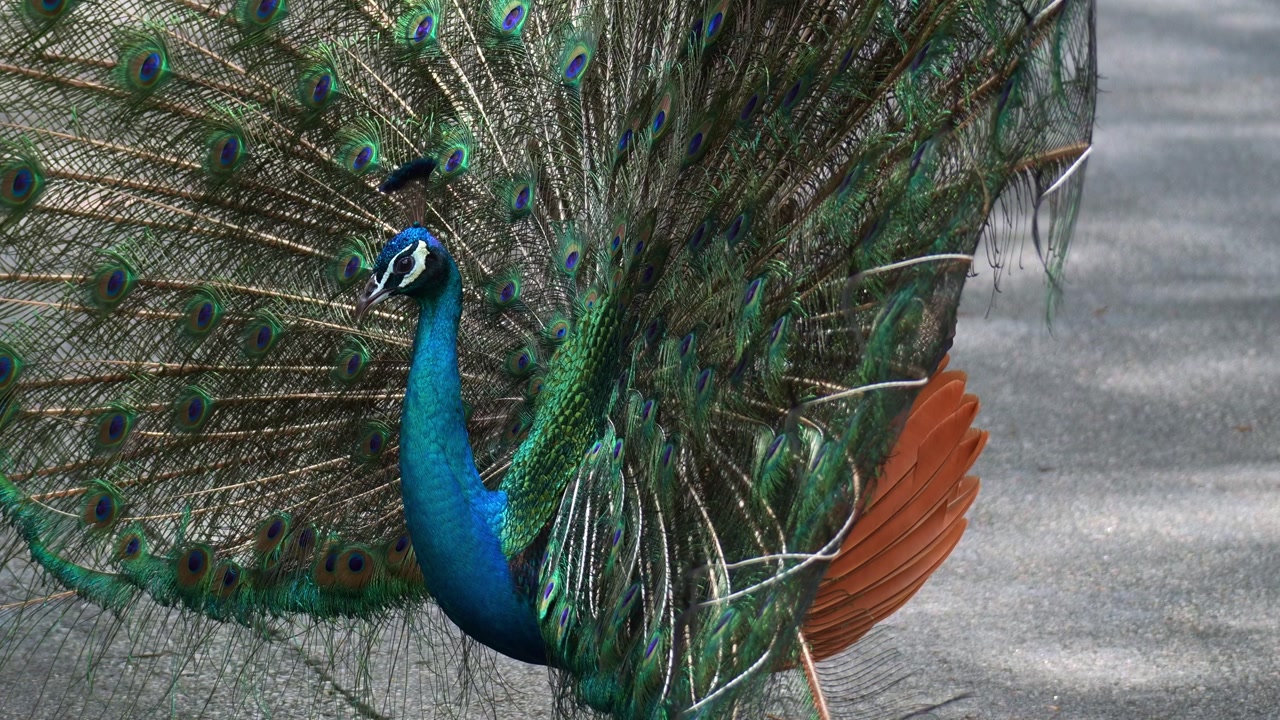 A male Indian Peacock (Pavo cristatus) spreads its vibrant blue and green tail feathers into a fan to attract a mate during breeding season, close up shot.