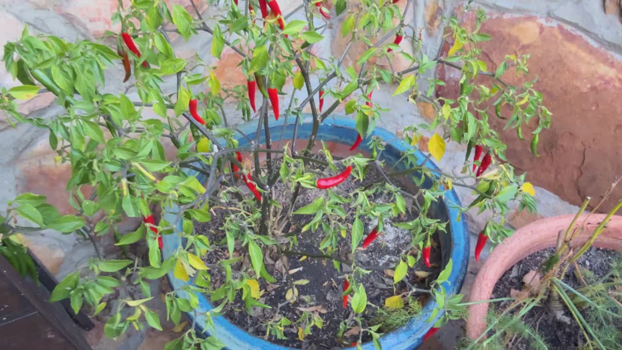 Chillies growing in the garden