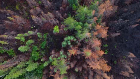 Drone top down bird&#039;s eye view of forest tree crown stand canopy burnt and green from canadian forest wildfire