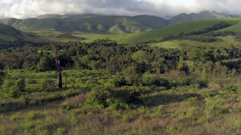 4k drone footage flying towards a large dead tree out in the middle of a lush green forest landscape.