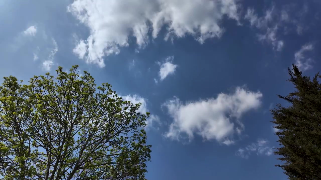 Timelapse da angolazione bassa di nuvole soffici che fluttuano sopra alberi frondosi sotto un cielo primaverile azzurro e luminoso.