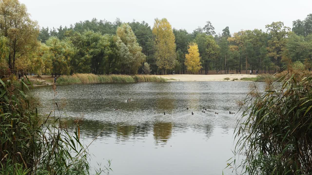 Podzimní park s jezerem a kachnami