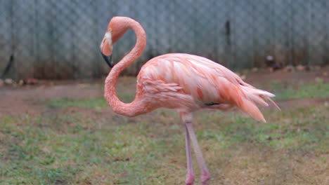 Pink-Flamingo-bird-poop-action-in-bird-park,-hambantota