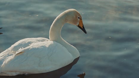 white swan on a calm lake