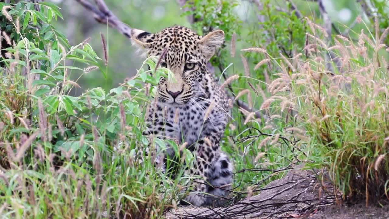 leopardo descansando y luego alejándose de la reserva de caza sabi sands en sudáfrica