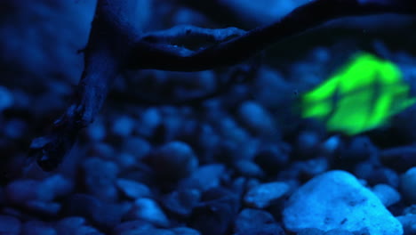 los peces fluorescentes glofish® nadan rápidamente de un lado a otro alrededor de la madera flotante sumergida