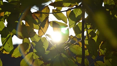 sunlight beaming through black walnut tree leaves in autumn morning